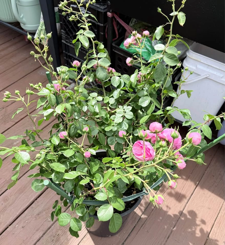 Rosa 'Pomponella' - photo 2