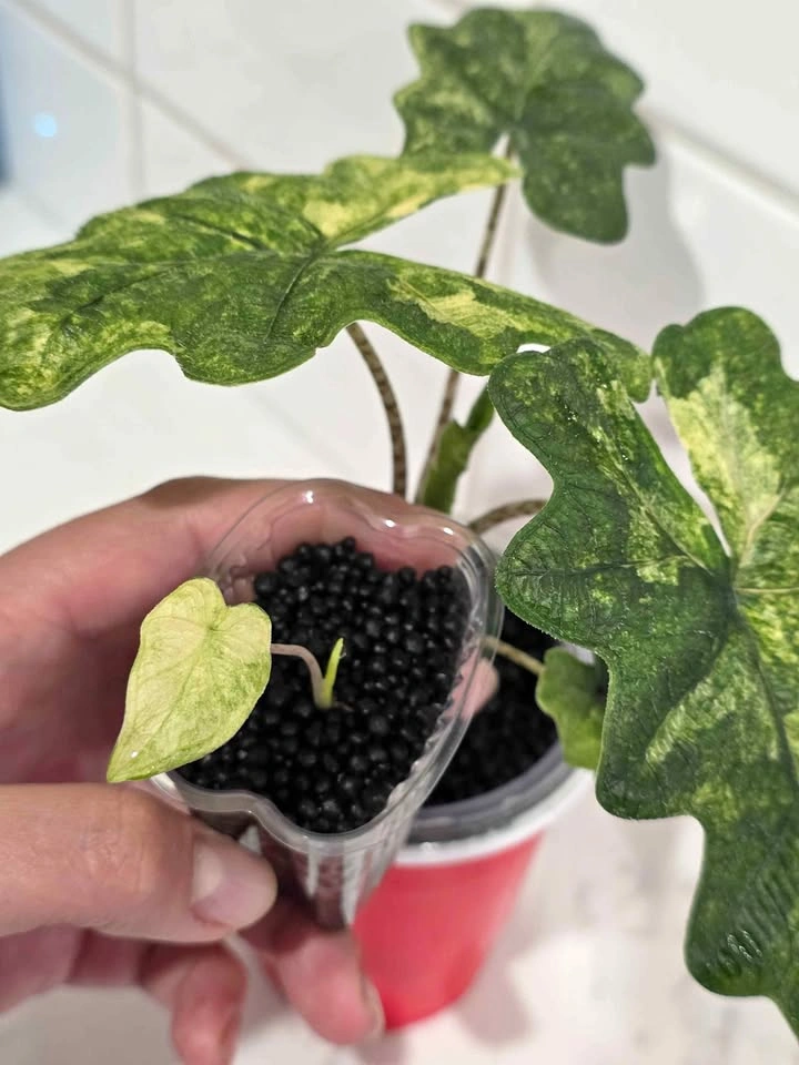 Baby Alocasia Jacklyn Mystic (High Variegation)
