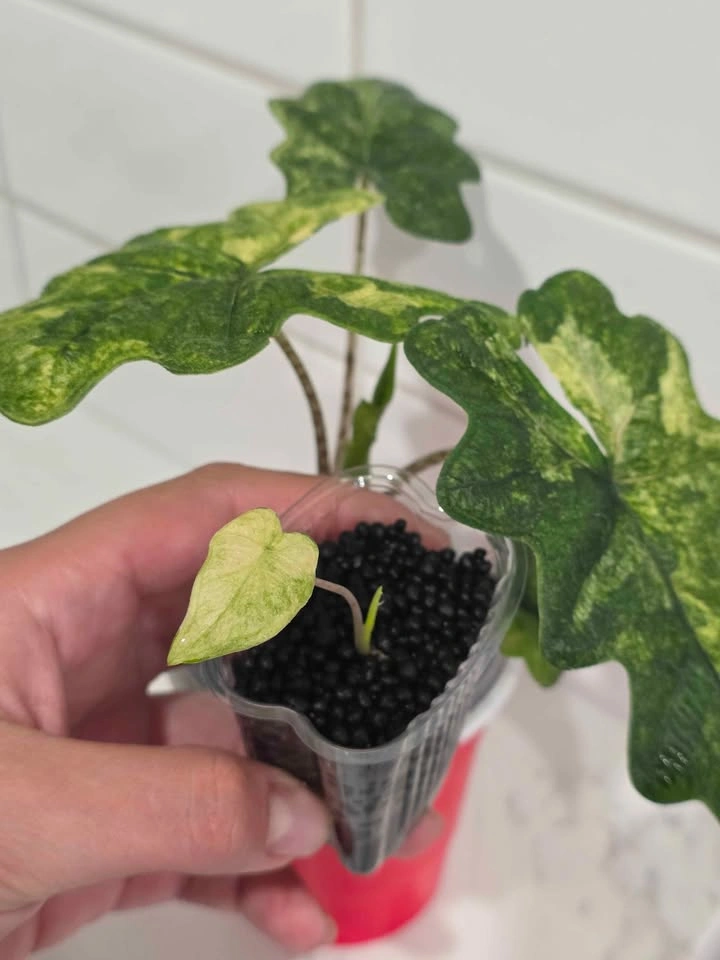 Baby Alocasia Jacklyn Mystic (High Variegation) - photo 2