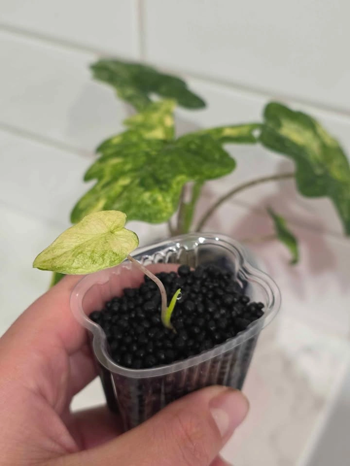 Baby Alocasia Jacklyn Mystic (High Variegation) - photo 3