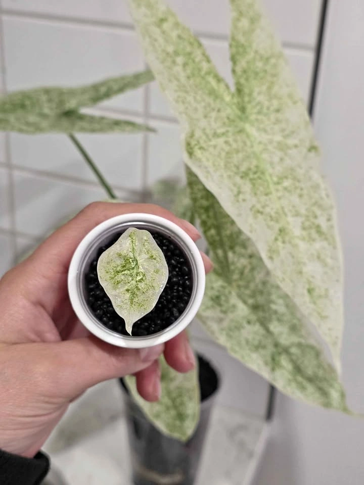 Baby Alocasia, Longiloba Marble Mint 🤍🌿✨️