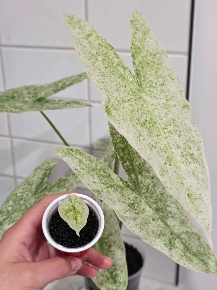 Baby Alocasia, Longiloba Marble Mint 🤍🌿✨️ - photo 2