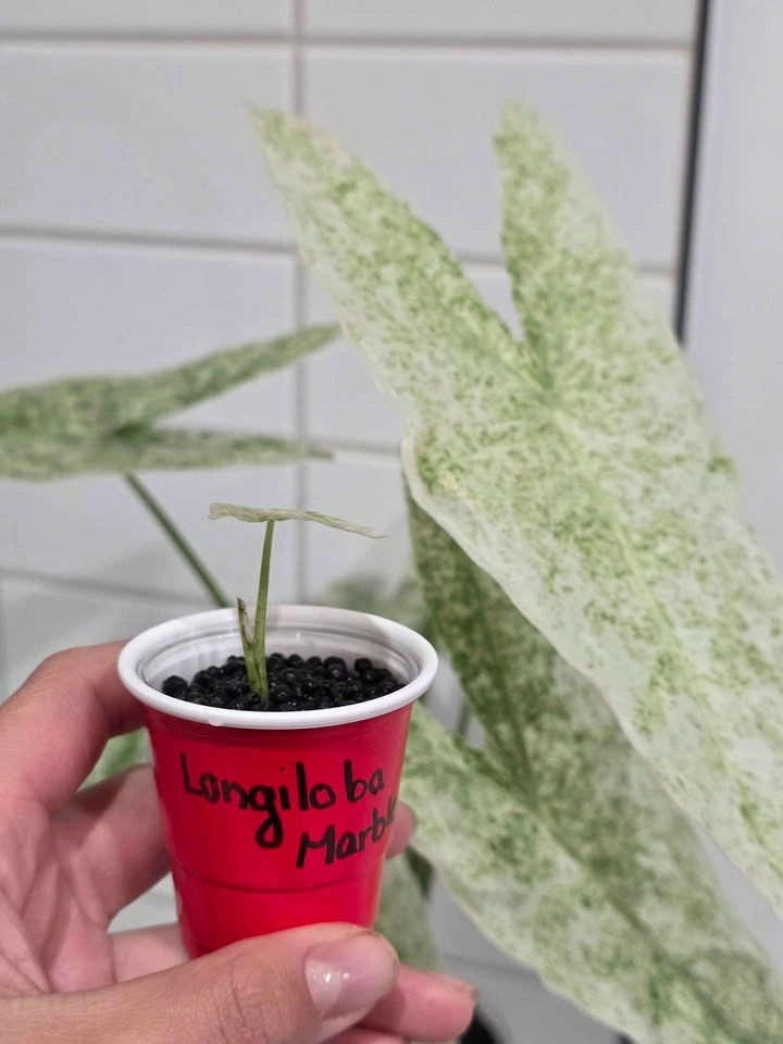 Baby Alocasia, Longiloba Marble Mint 🤍🌿✨️ - photo 3