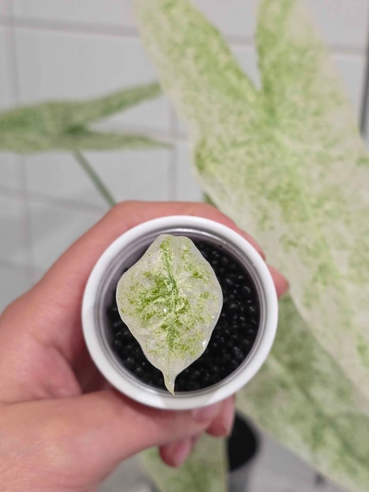 Baby Alocasia, Longiloba Marble Mint 🤍🌿✨️ - photo 4