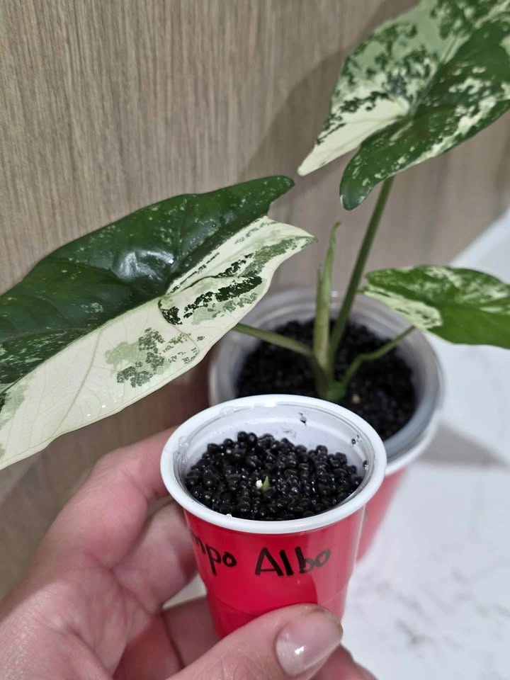 Alocasia, Simpo Albo Corm 🌿🤍