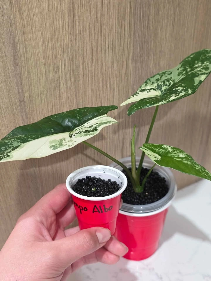 Alocasia, Simpo Albo Corm 🌿🤍 - photo 2