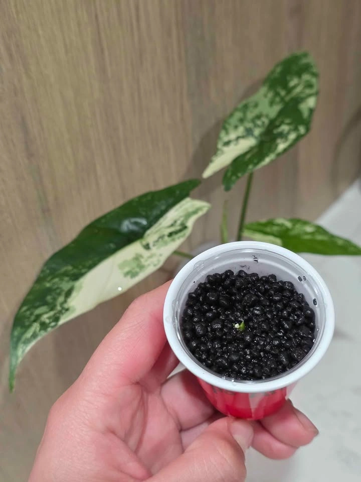 Alocasia, Simpo Albo Corm 🌿🤍 - photo 3