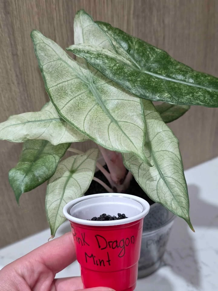 Pink Dragon Mint 🩷🤍 - photo 2
