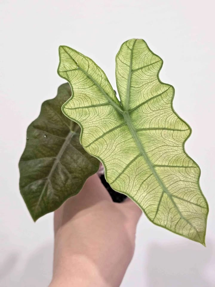 Pseudo Sanderiana Mint