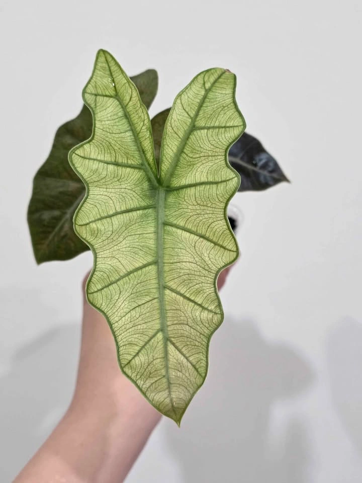 Pseudo Sanderiana Mint - photo 2