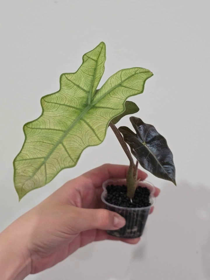 Pseudo Sanderiana Mint - photo 3