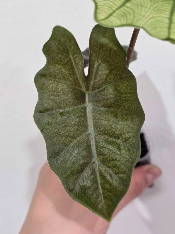 Pseudo Sanderiana Mint - photo 4