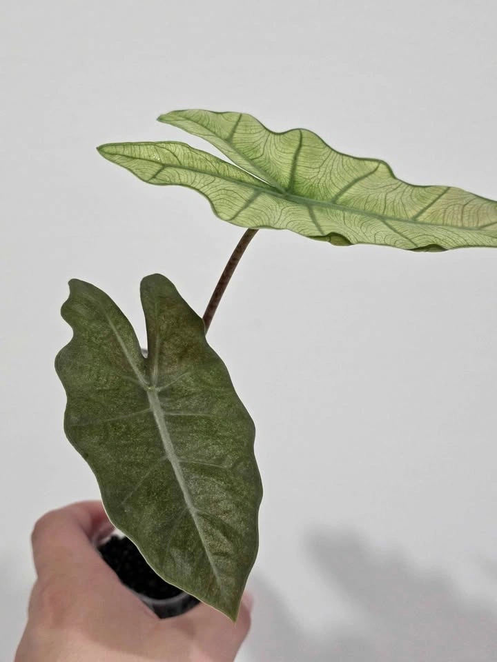 Pseudo Sanderiana Mint - photo 5