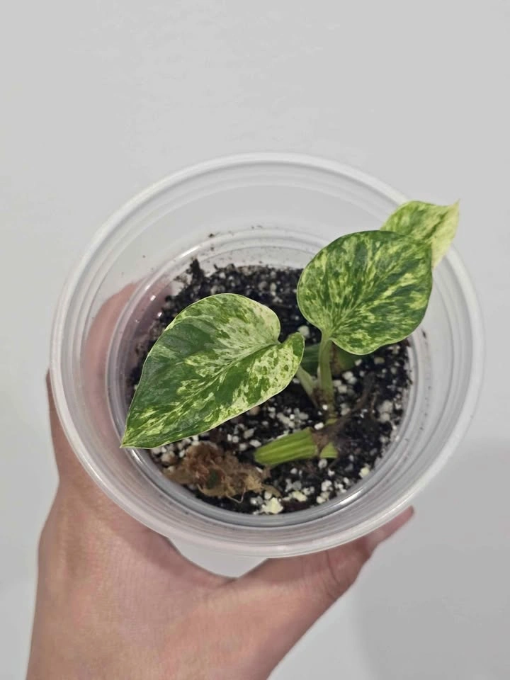 Marble Pothos 🌿