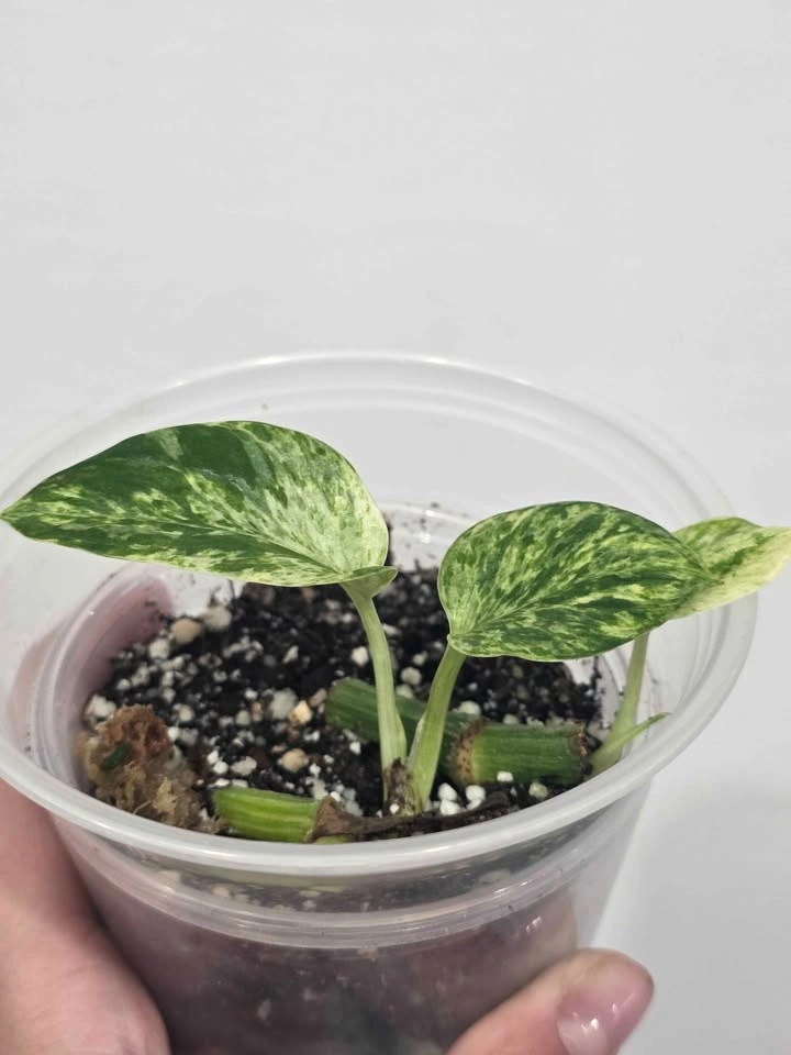 Marble Pothos 🌿 - photo 2