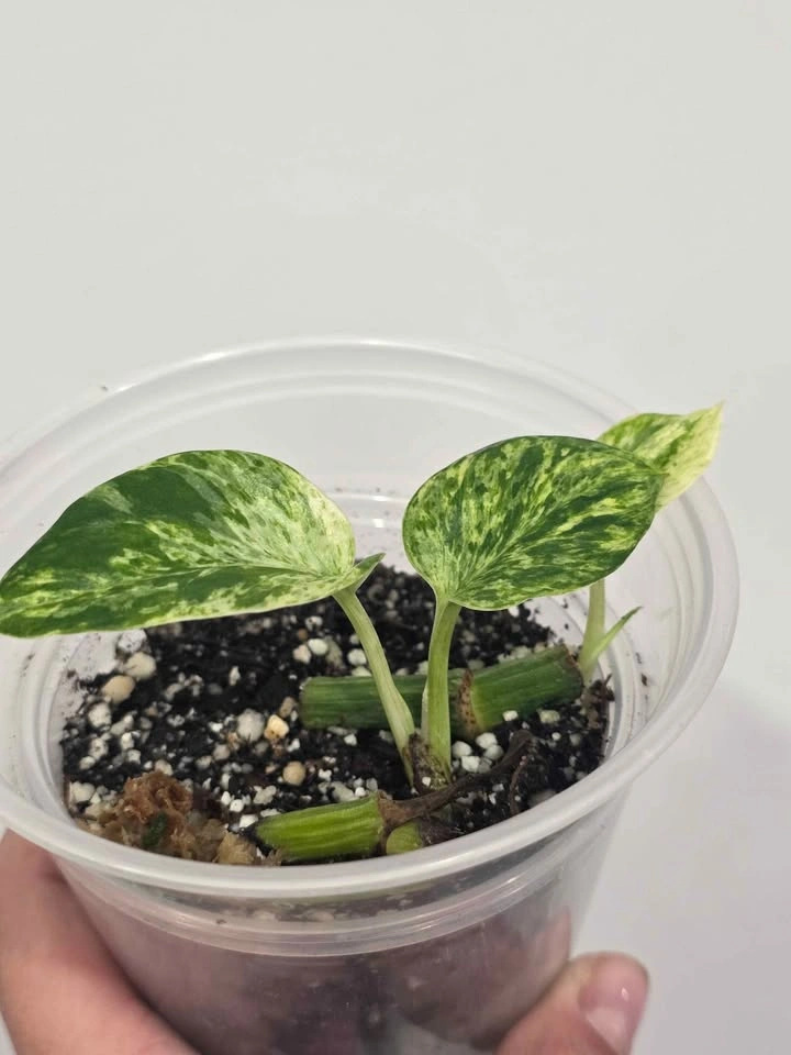 Marble Pothos 🌿 - photo 3