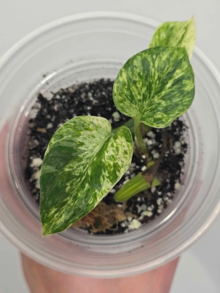Marble Pothos 🌿 - photo 4