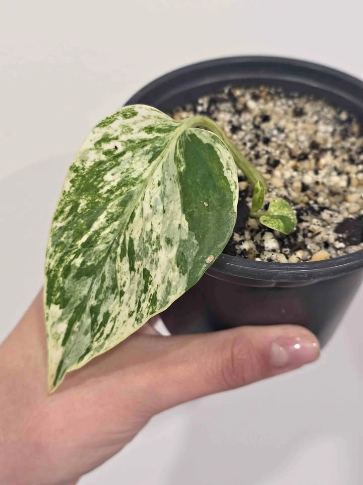 Marble Pothos 🌿