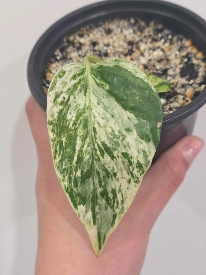Marble Pothos 🌿 - photo 2