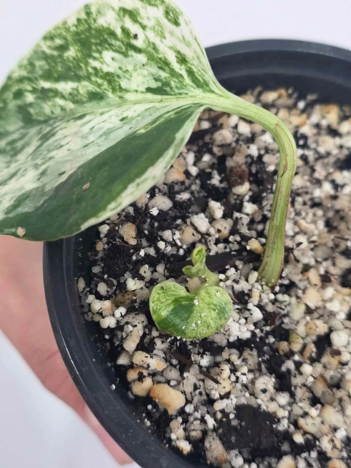 Marble Pothos 🌿 - photo 3