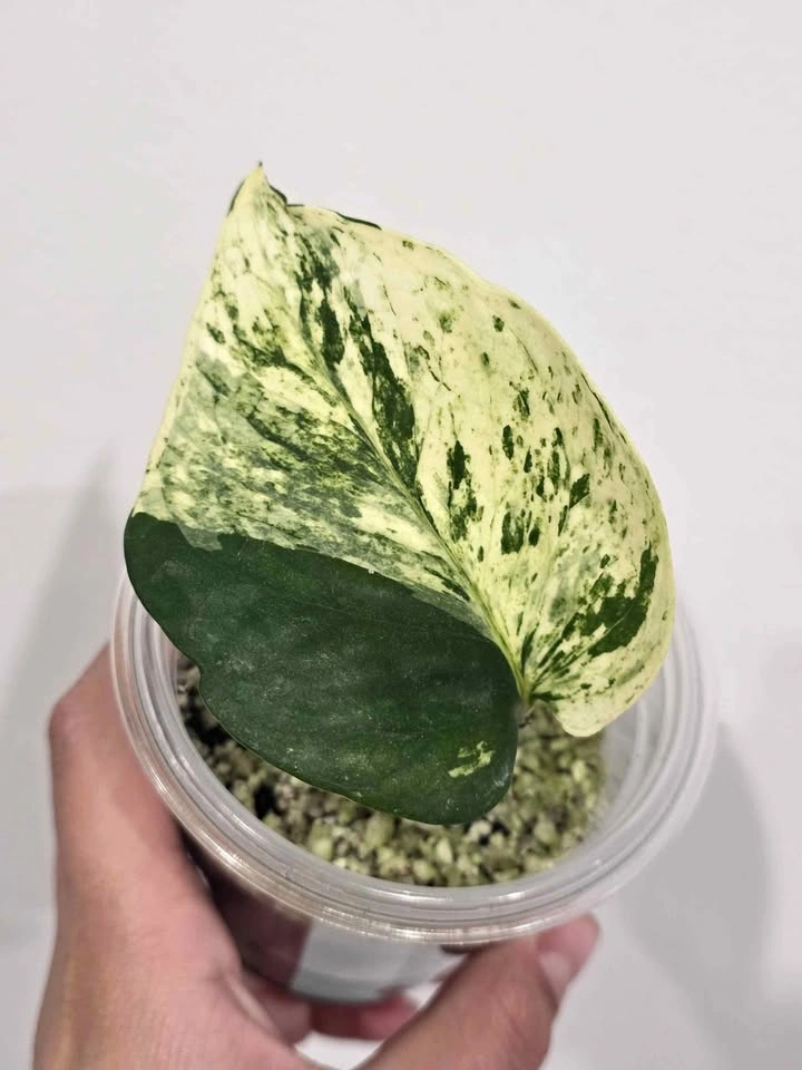 Marble Pothos 🌿🤍