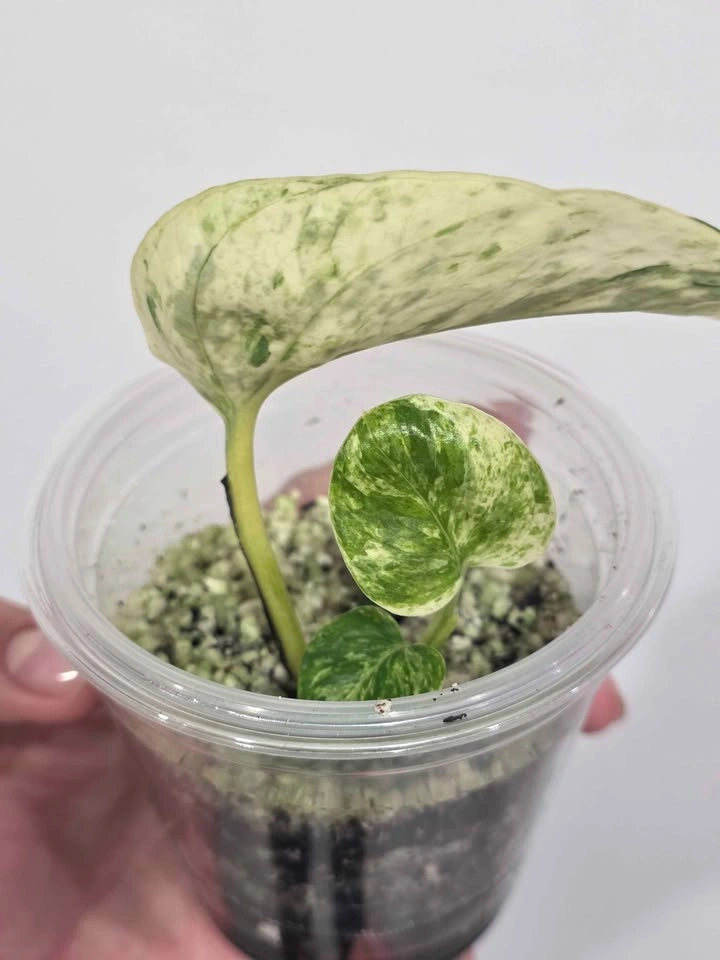 Marble Pothos 🌿🤍 - photo 2