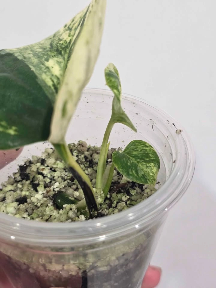 Marble Pothos 🌿🤍 - photo 3