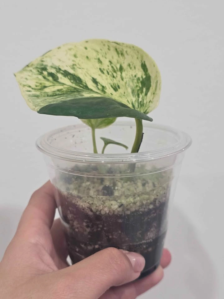 Marble Pothos 🌿🤍 - photo 4