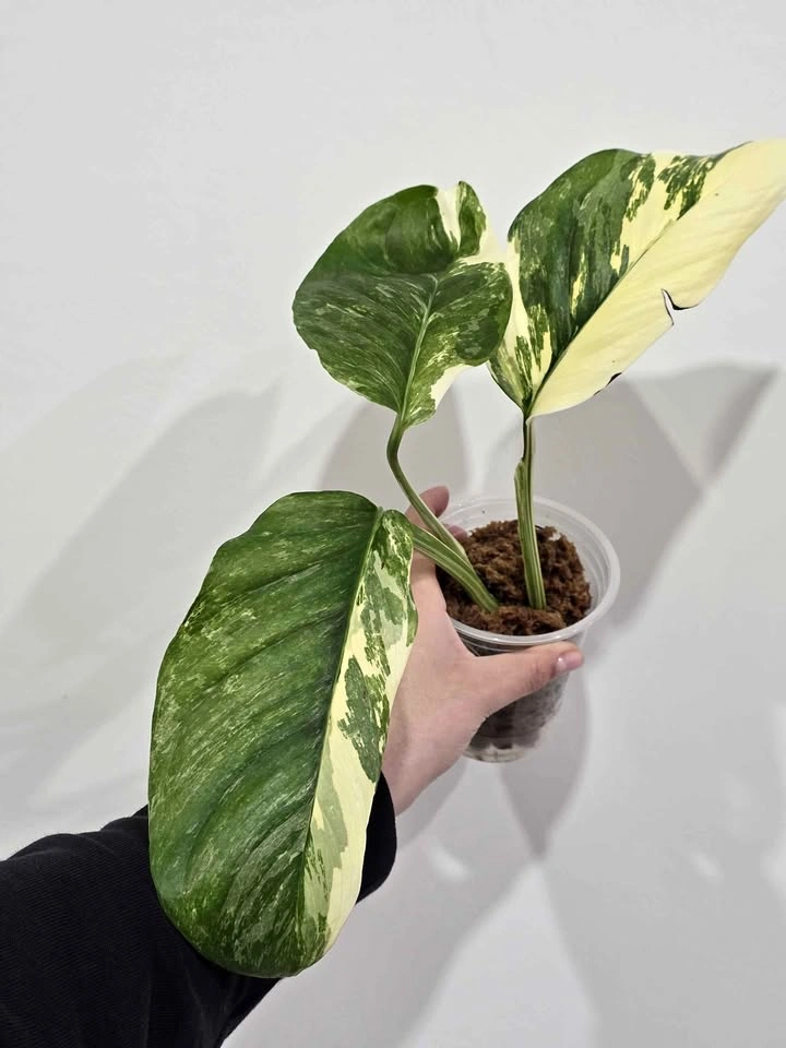 Monstera Lechleriana Variegated Tricolor 🤍🌿