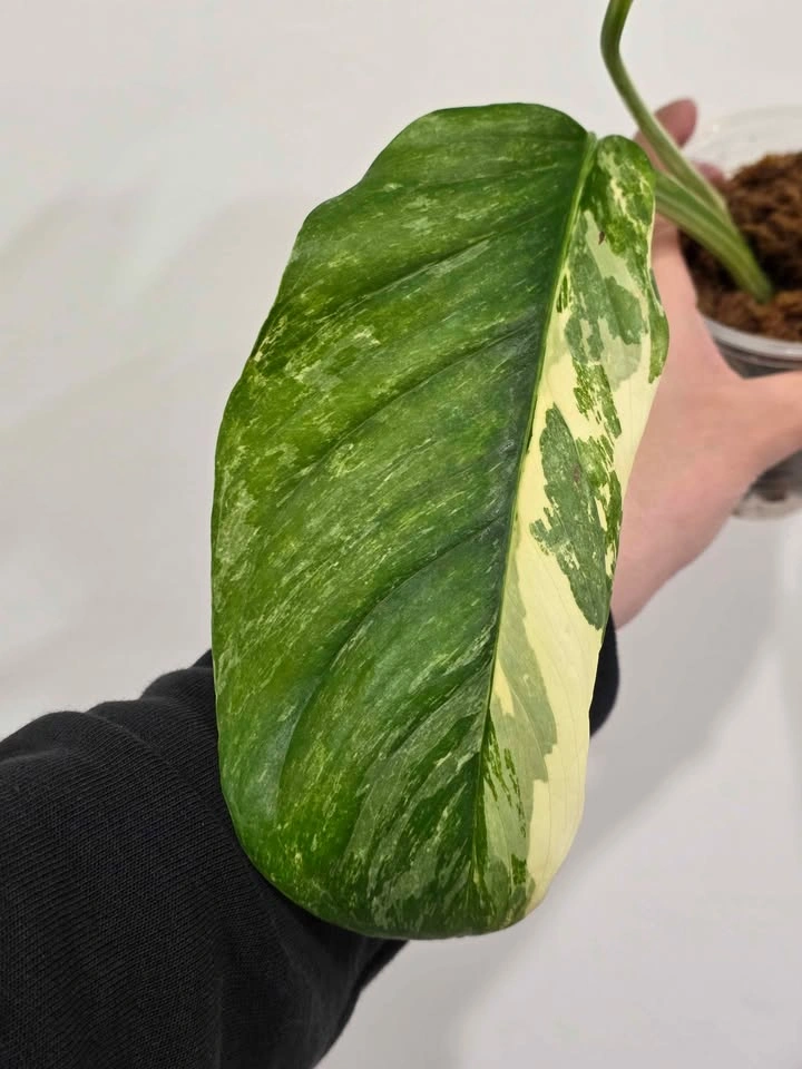 Monstera Lechleriana Variegated Tricolor 🤍🌿 - photo 2