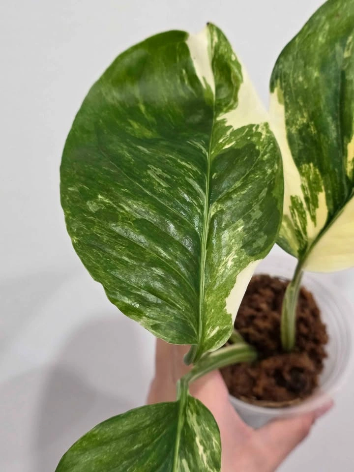 Monstera Lechleriana Variegated Tricolor 🤍🌿 - photo 3