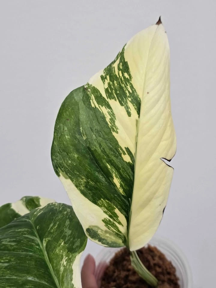 Monstera Lechleriana Variegated Tricolor 🤍🌿 - photo 4