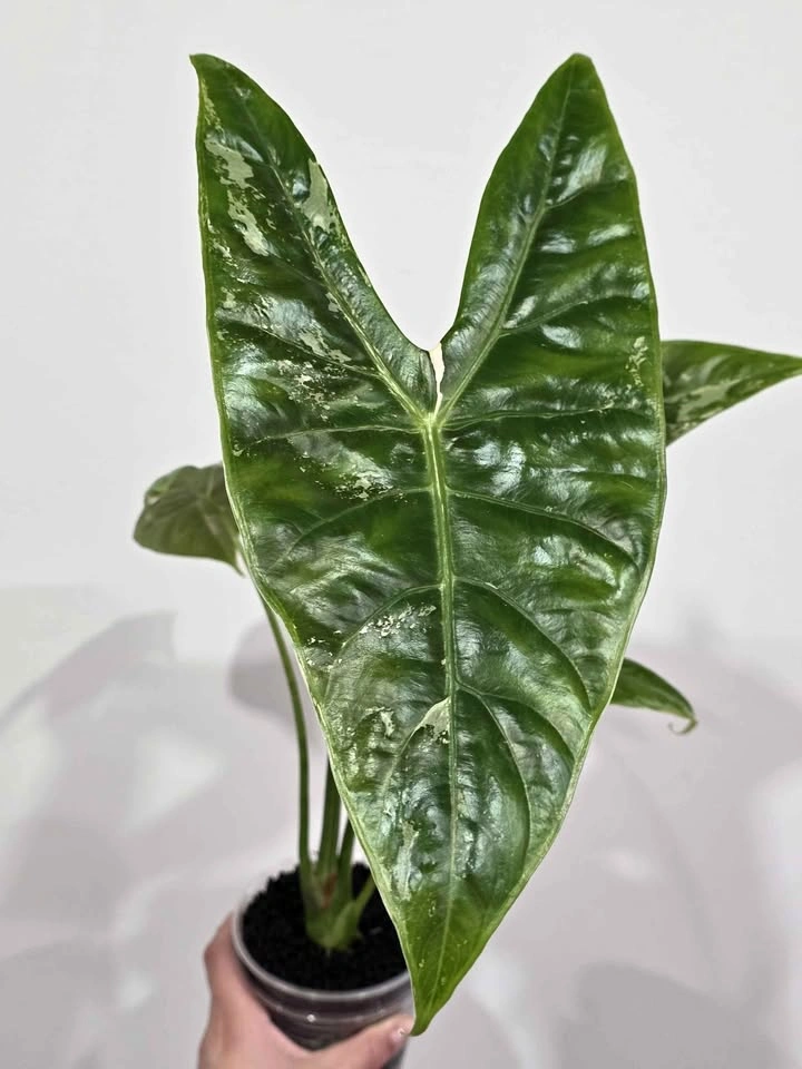 Huge Alocasia Longiloba Albo Pink Blush 🤍 (Corming size)