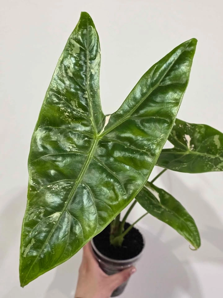 Huge Alocasia Longiloba Albo Pink Blush 🤍 (Corming size) - photo 2
