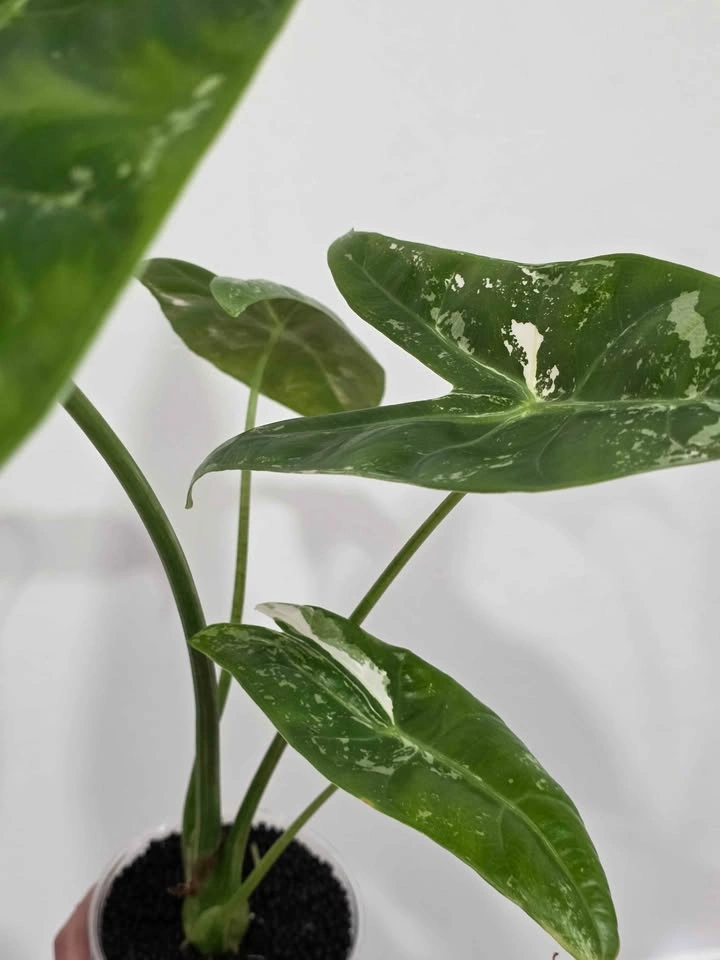 Huge Alocasia Longiloba Albo Pink Blush 🤍 (Corming size) - photo 3