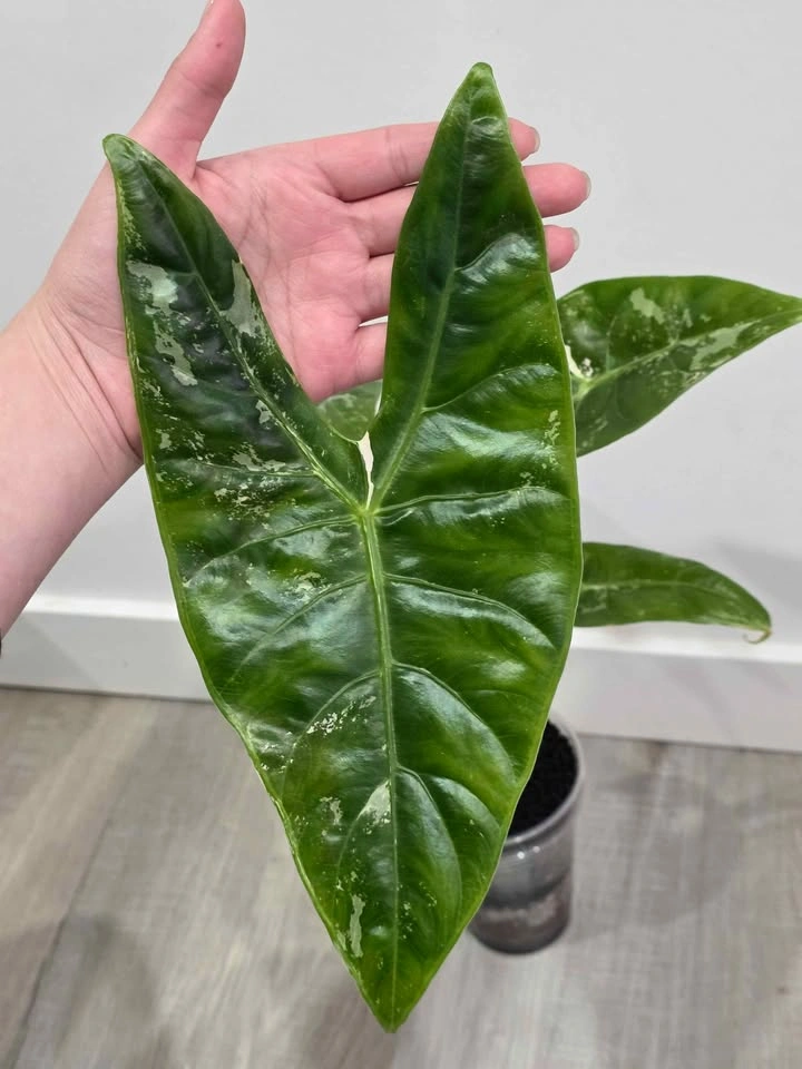 Huge Alocasia Longiloba Albo Pink Blush 🤍 (Corming size) - photo 4