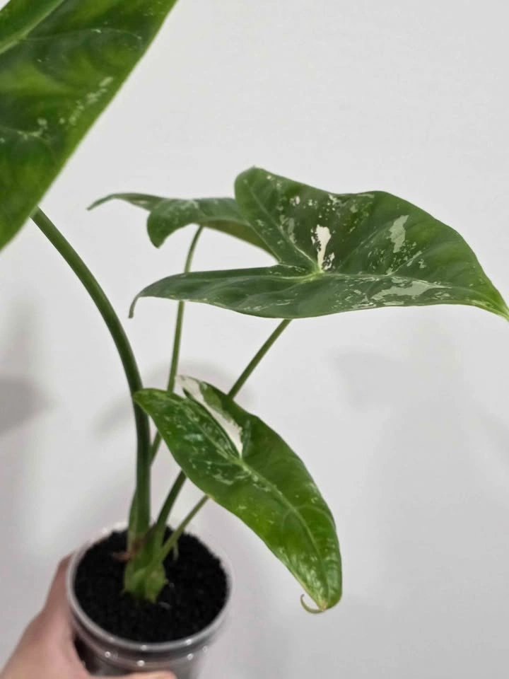 Huge Alocasia Longiloba Albo Pink Blush 🤍 (Corming size) - photo 5