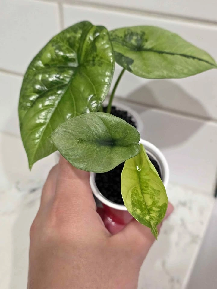 Baby Alocasia, Sinuata Albo Mint 🌿✨️