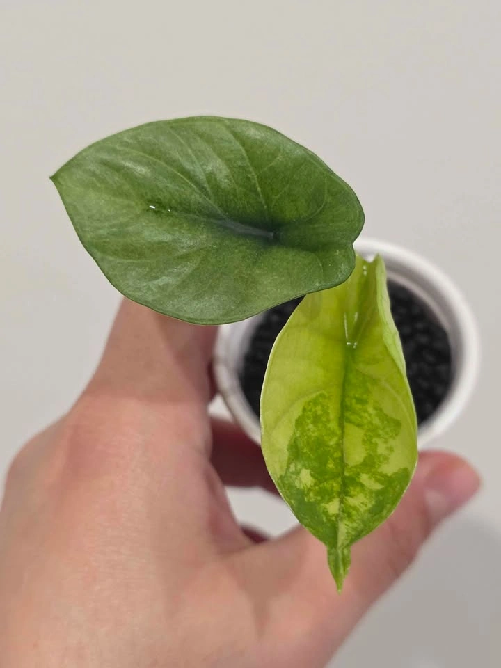 Baby Alocasia, Sinuata Albo Mint 🌿✨️ - photo 2