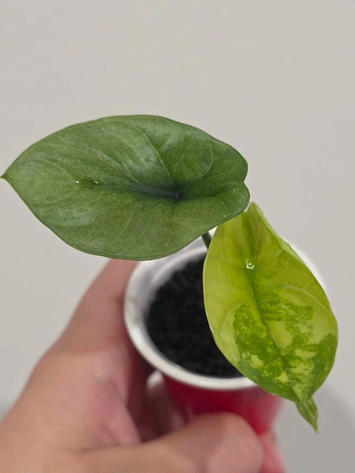 Baby Alocasia, Sinuata Albo Mint 🌿✨️ - photo 3