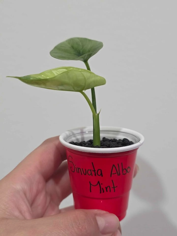 Baby Alocasia, Sinuata Albo Mint 🌿✨️ - photo 4