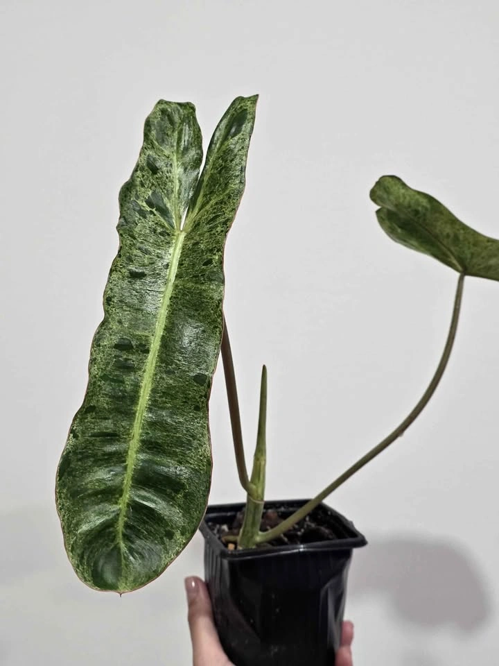 Beautiful Philodendron Green Paradise Aurea Variegada 🌿✨️