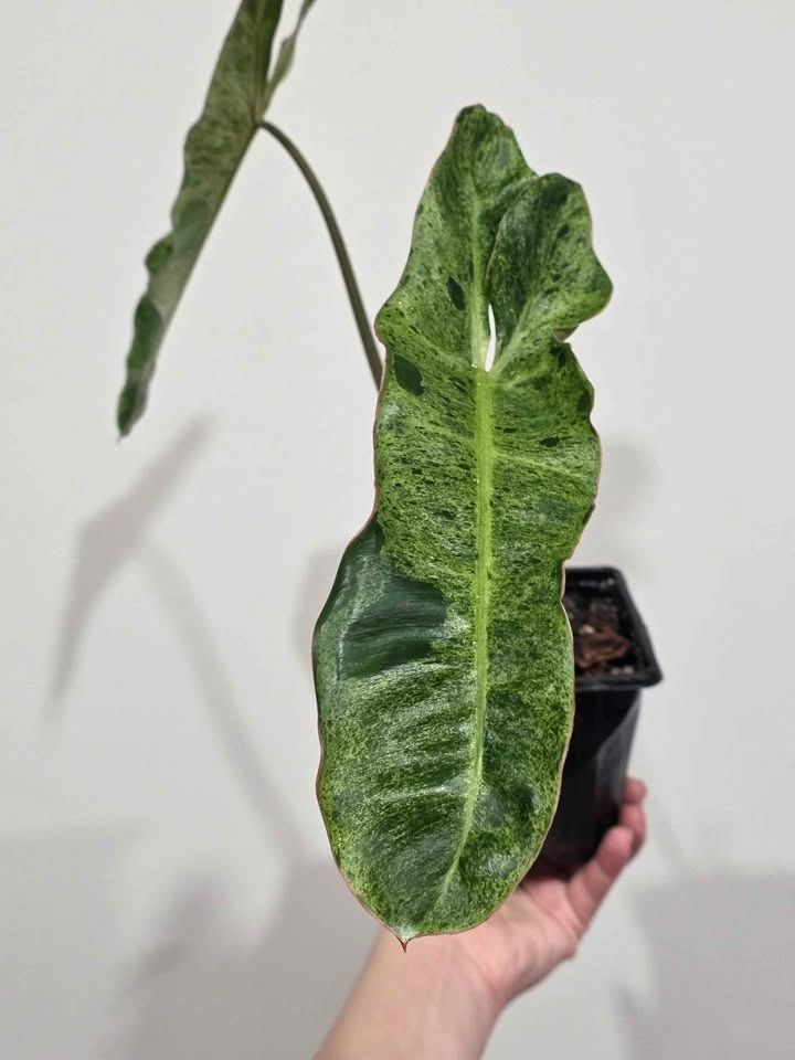 Beautiful Philodendron Green Paradise Aurea Variegada 🌿✨️ - photo 2
