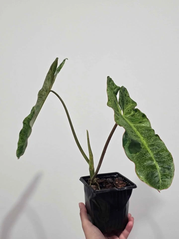 Beautiful Philodendron Green Paradise Aurea Variegada 🌿✨️ - photo 3