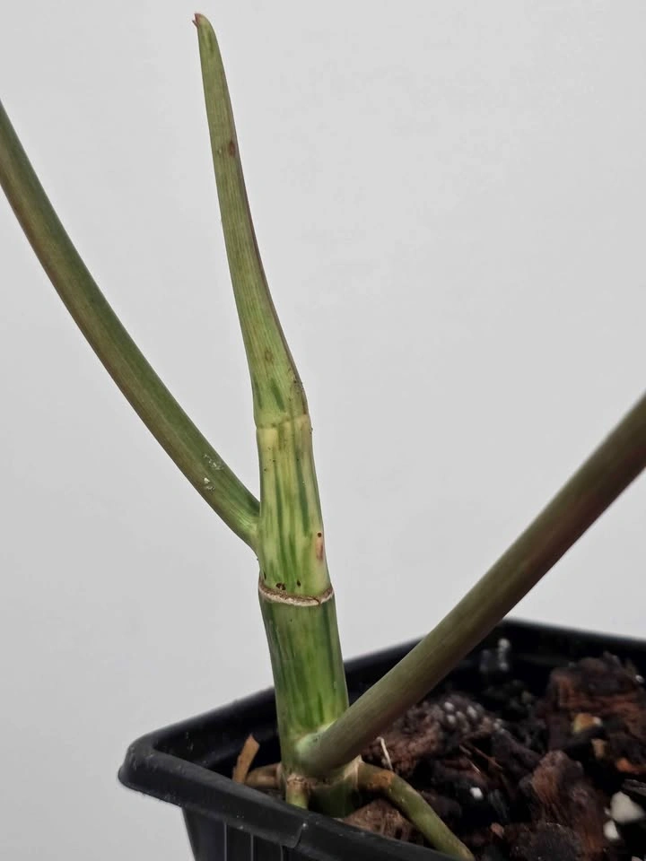 Beautiful Philodendron Green Paradise Aurea Variegada 🌿✨️ - photo 5