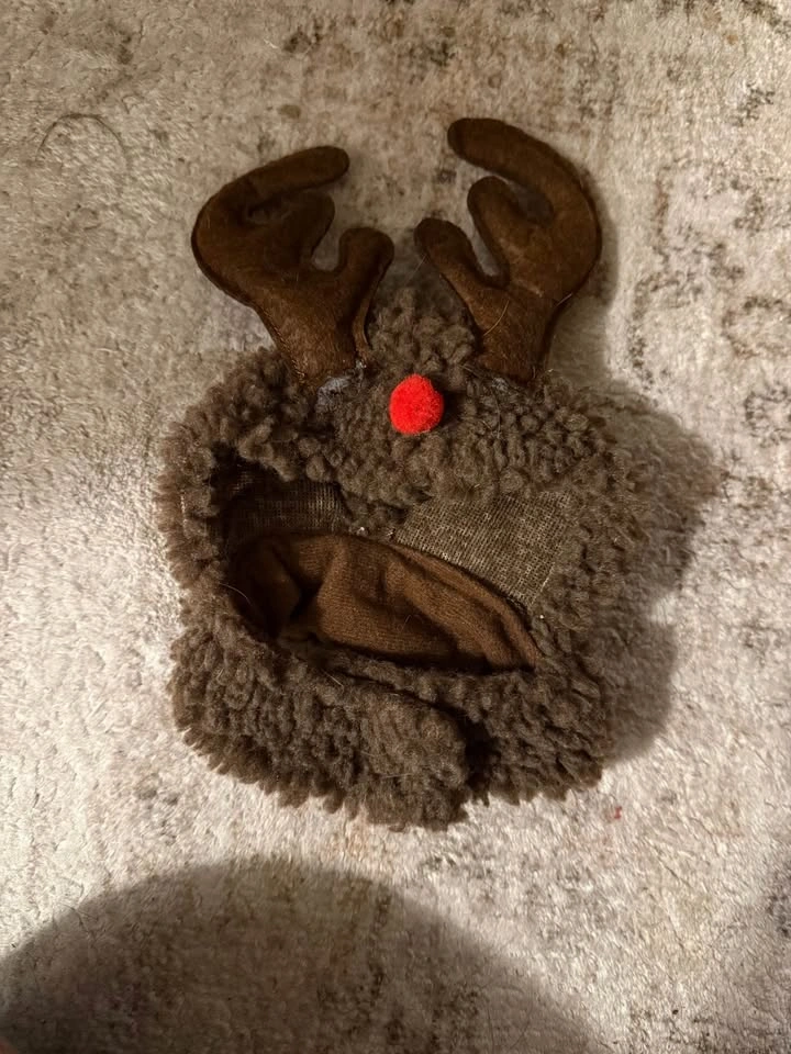 Cat Toys & Hat - photo 2