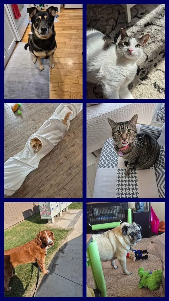 Professional Dog Walker and Pet Sitter - photo 2
