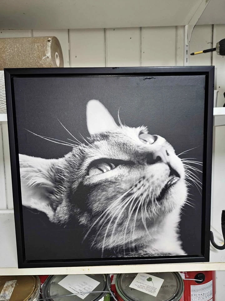 Cat picture