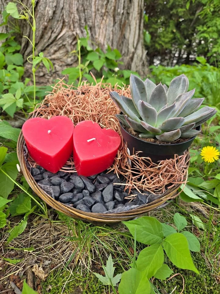 Playground for succulents plants