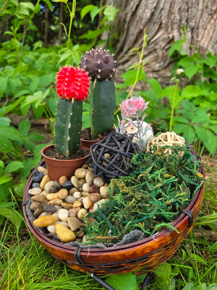 Playground for succulents plants - photo 2
